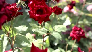 Real Flowers Rose in Nature and Natural Roses 2023