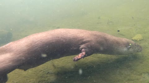 otter catching fish underwater animal