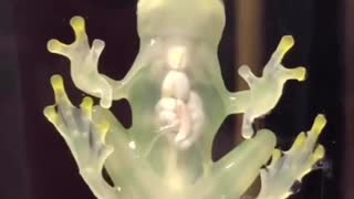 Unusual Glass Frog With Transparent Skin Hops On Window
