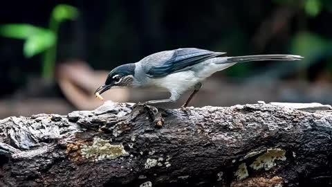 Wild rainforest birds