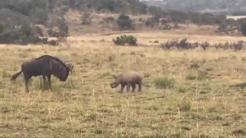 A baby rhino playfully charging a wildebeest before running back to mom