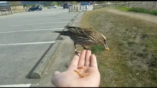 Bird Landing on Hand and Eating 🐦