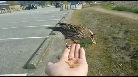 Bird Landing on Hand and Eating 🐦
