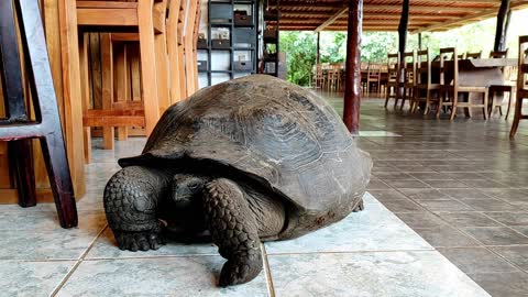 Gigantic Galapagos tortoise casually strolls through a restaurant