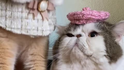 Cute and Beautiful Cat ! Catty cat funny animal