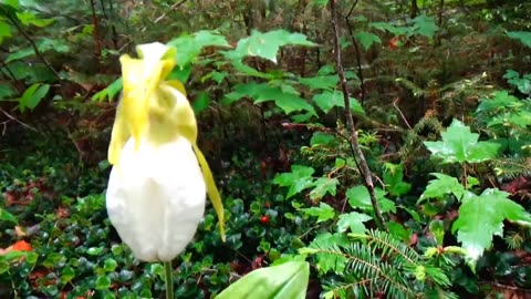 Lady Slipper