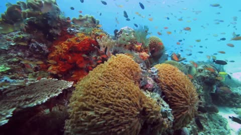 OCEANIA Coral Reef #103