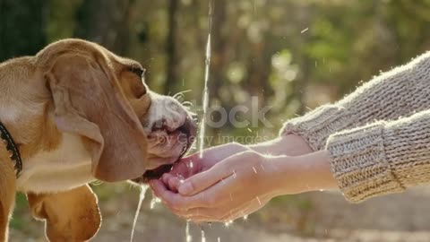 A dog drinking water