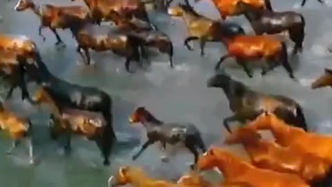 horse herd