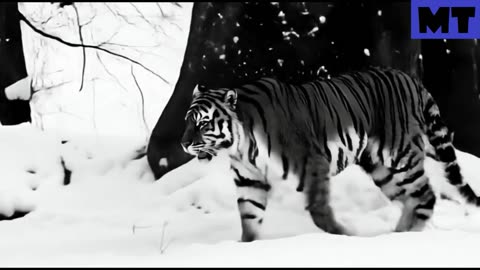 Maltese Tiger Encounter In China