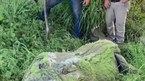 Shock! Alligator and man. (popular video) 2021