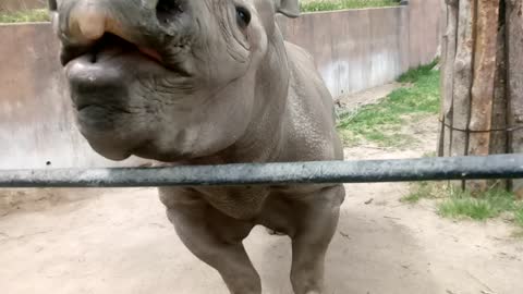 Feeding A Black Rhinocerous Up Close and Personal