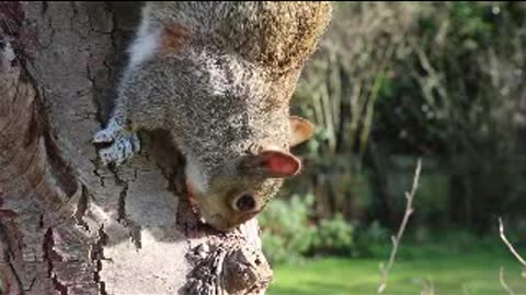 Hungry squirrel find his food