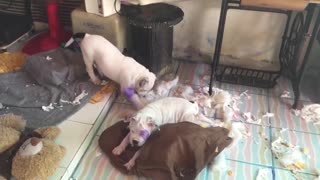 Dogs Destroy the Living Room