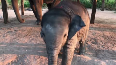 ช้างไม่พอใจ 'ฟาดงวง ฟาดงา' baby elephant