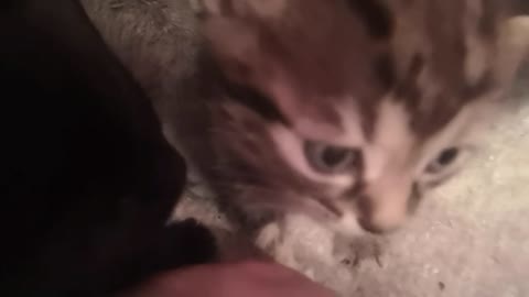 Small kittens lick the hands of the owner. Cute video)