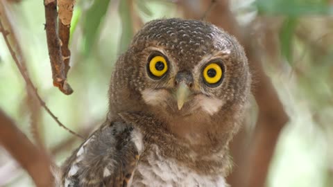 A Beautiful Owl glancing around