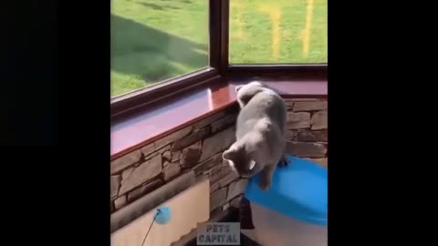 Funniest Cats and Dogs - Cute and Funny Pets - Funny Animals Compilation 5