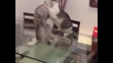 Cat body slam