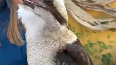 scream of kookaburra