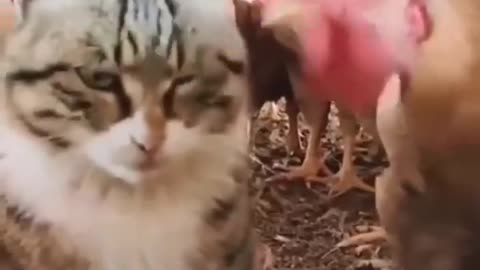 funny and cute cats #shortvideo #shorts #vidiQ #Hashtags #BestYouTubeChromeExtension #MoreViews @viral