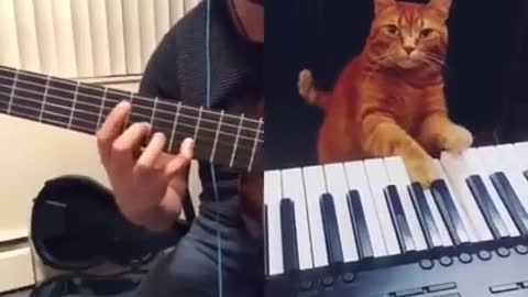 cat plays the piano