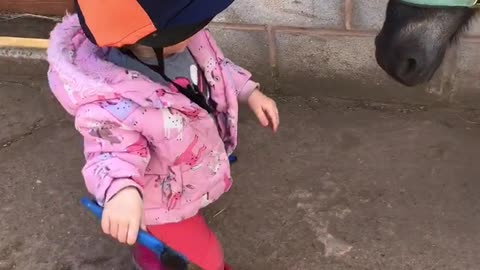 Two-Year-Old Cleans Shetland Pony's Hooves