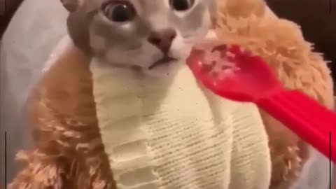 funny cat reactions