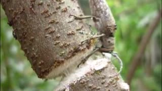 Beetle Chews Through Branch