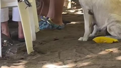 Dog Pays for a Food