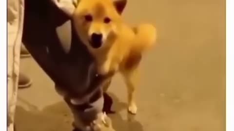 Dog funny video