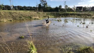 Dog happy to run in water!