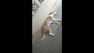 Cute dog sleeping moving the tail