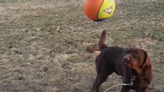 Labrador Retriever Dog Cray for tetherball