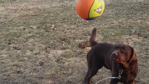 Labrador Retriever Dog Cray for tetherball