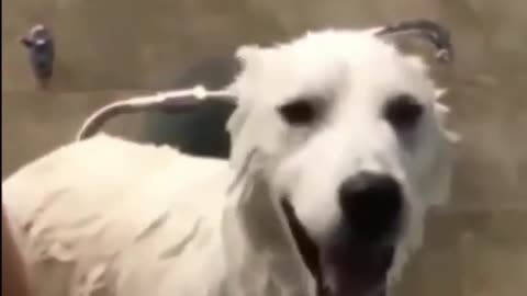 Annoyed Doggo Throws A Tantrum