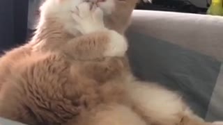 Funny kitty licks his foot like a lollipop!