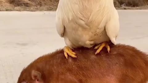 Animals stand on pigs, two adorable animals