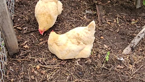 OMC! Hens get close enough to kiss! Super cute! Chicken love.