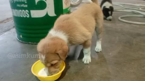 How nice it is to have a baby dog ​​drinking milk.