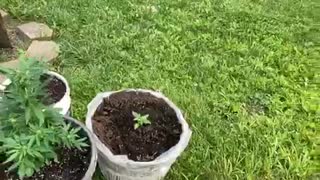Middle Michigan pure trump marijuana victory garden