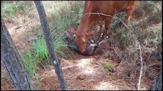 51 - No 5 Droughtmaster Mum has given birth to baby Bull Calf 8.5.22