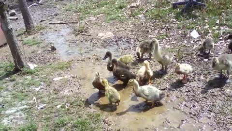 Baby goose fights big duckling for reasons unknown