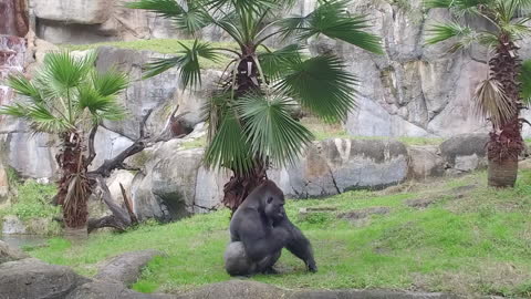 Incredible Trainer Teaches Gorilla How to Do Handstand