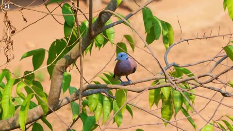 Nature_Birds_Sounds_For_Relaxing___Most_Amazing_Birds