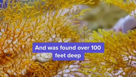 Explorers discovered a'pristine' coral reef