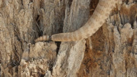 A great Basin rattlesnake climbing a tree