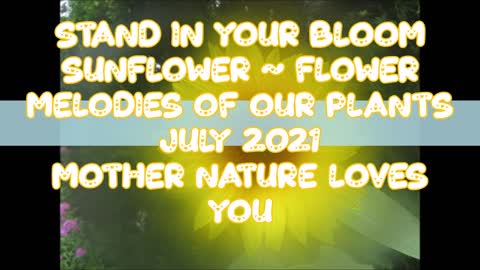 Stand in Your Bloom Sunflower Flower July 2021