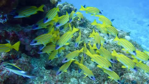 swimming with fish 🐠