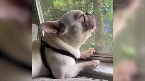 🤣 Funniest 🐶 Dogs and 😻 Cats - Awesome Funny Pet Animals Videos 😇